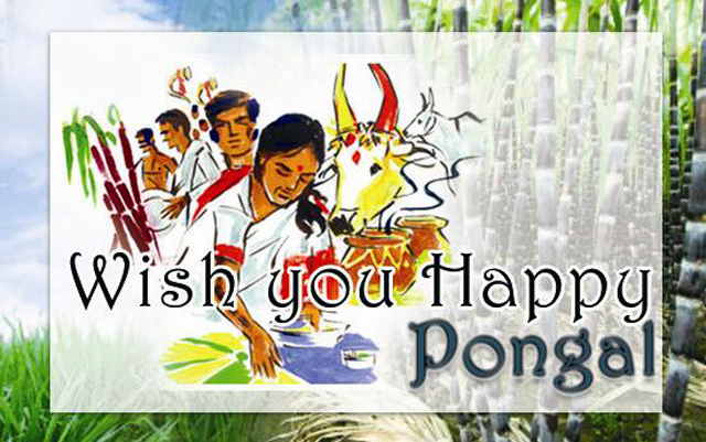 Happy-Pongal-Celebration-Wallpapers-04