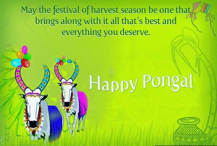 Happy Pongal wishes hd wallpapers photos (4)