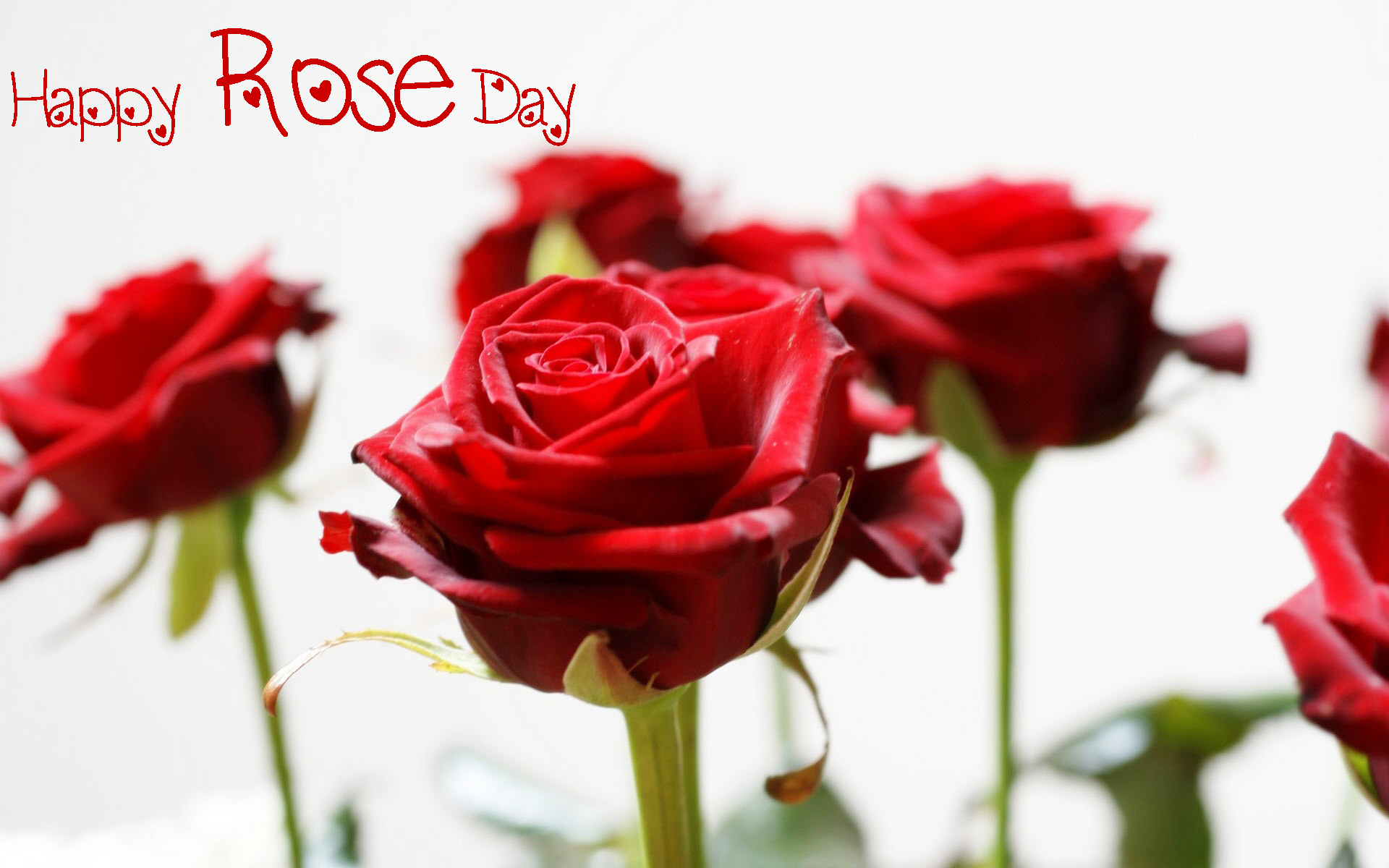 Happy-Rose-Day 2016