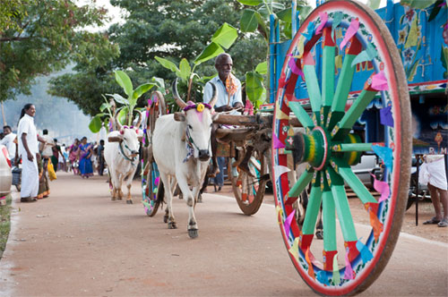 Kaanum Pongal_