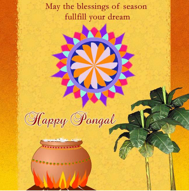 Pongal Festival hd pics images wallpapers