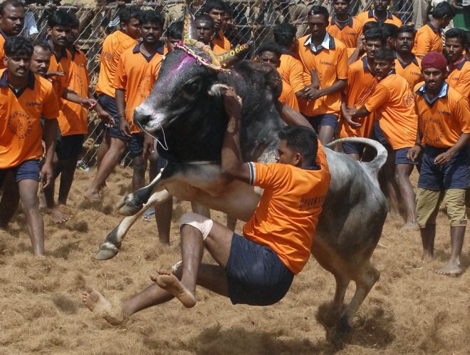 madu-pongall_THIRD DAY_pongal-celebration