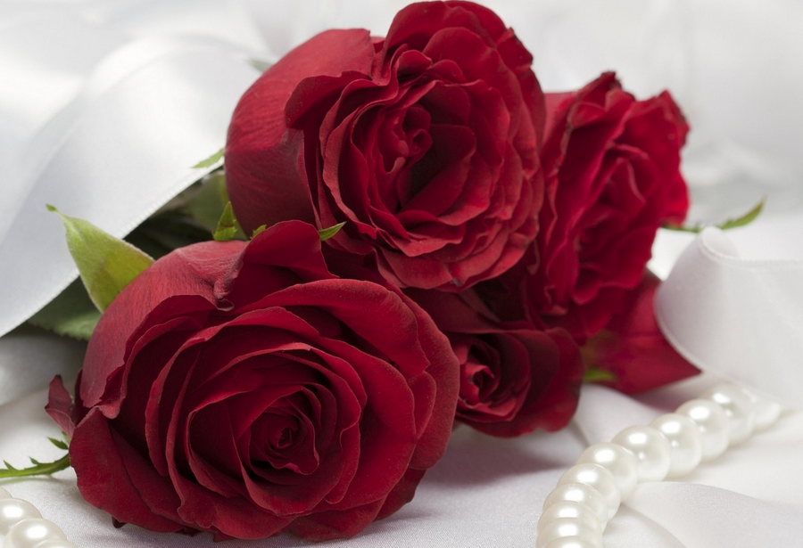 rose-day-messages-and-wishes-free