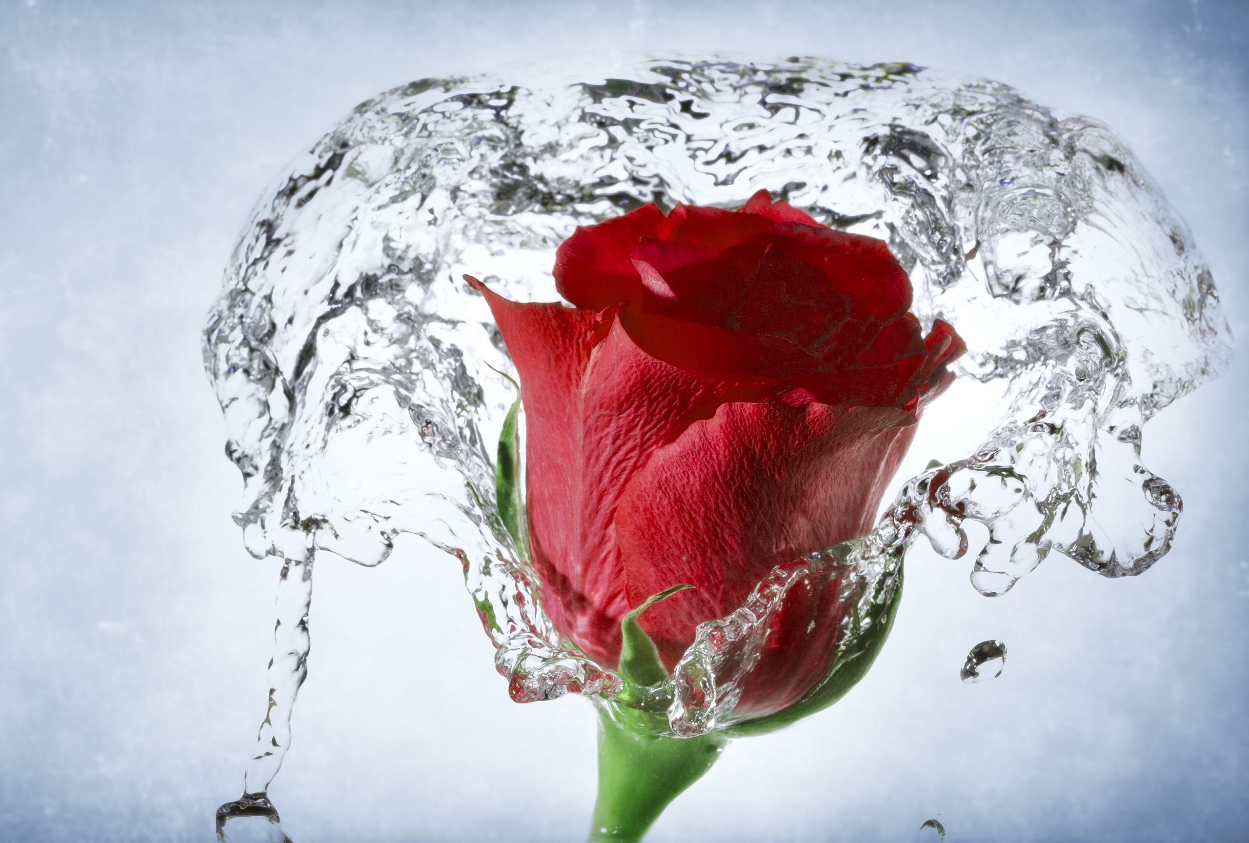 rose-red-with-water-so-beautiful-free-hd-wallpaper