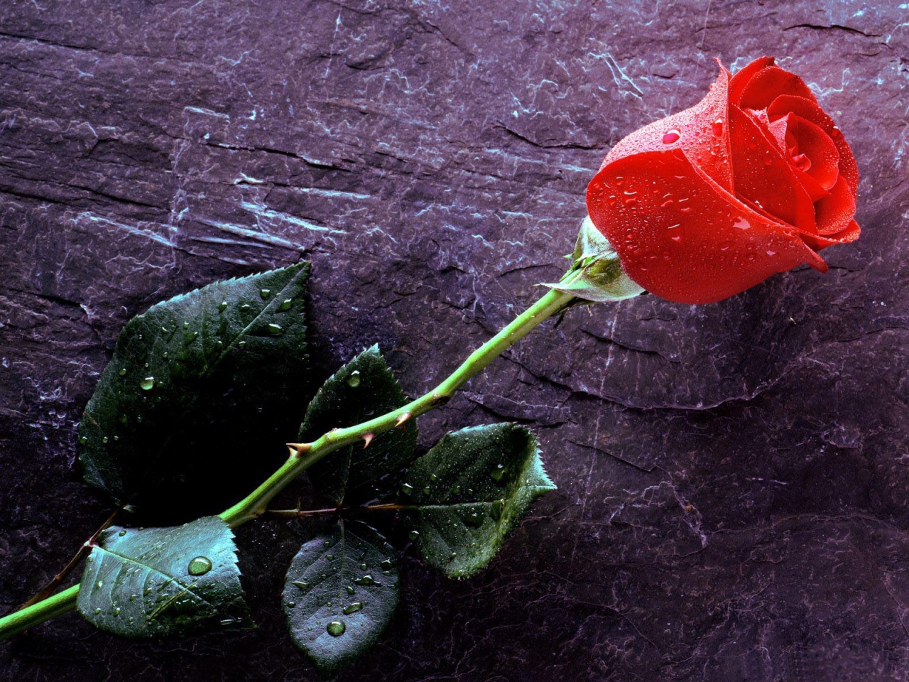 wao-amazing-look-red-roses-wallpapers-free-hd