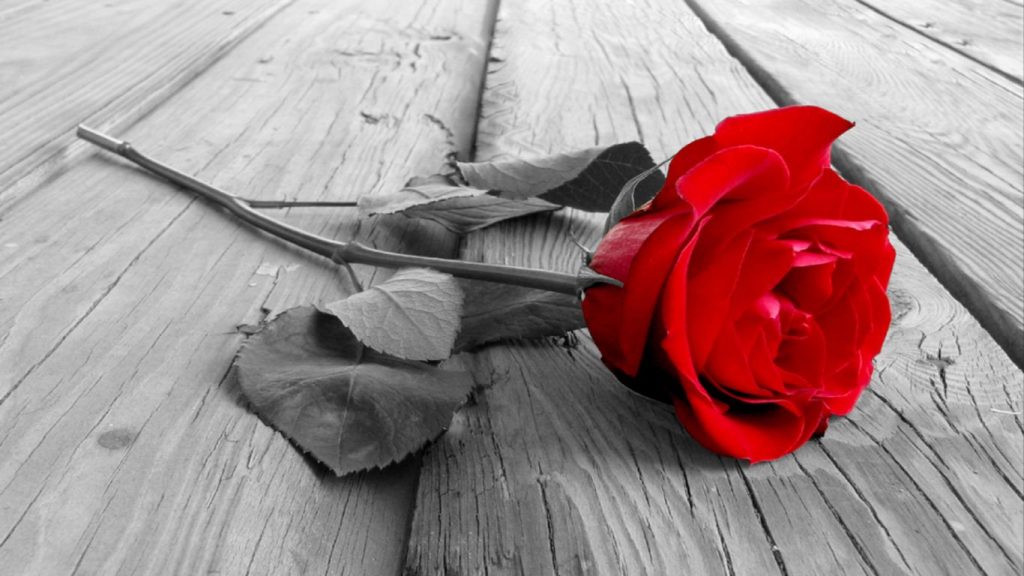 Happy-Rose-Day-Images-Rose-Day-Wednesday-February-7th-2018-valentine-day