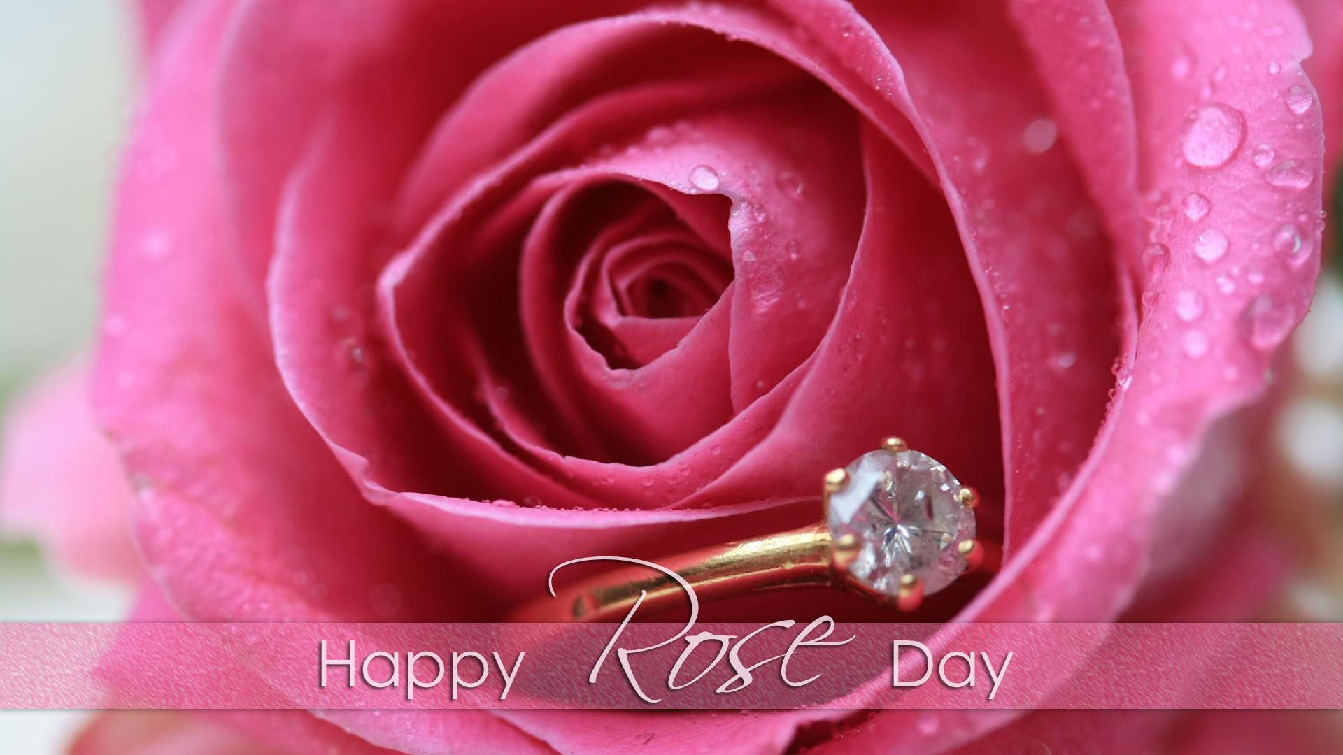 Rose Day Images for Whatsapp DP, Profile Wallpapers – Free Download 4